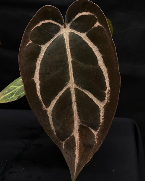 Anthurium Carla Blackiae