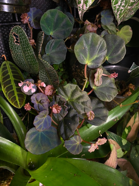 Begonia Sarawak
