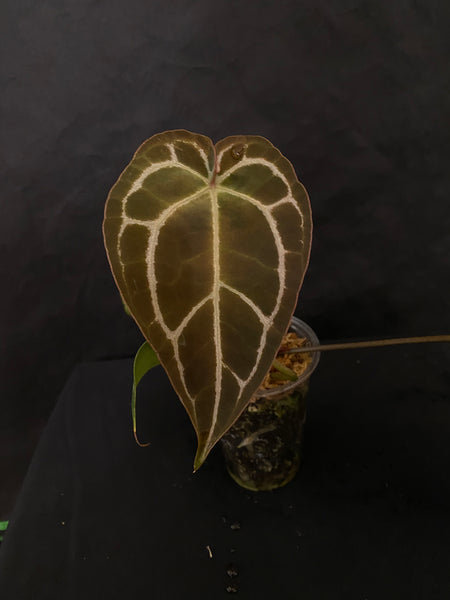 Anthurium Crystal Red x Forgetii