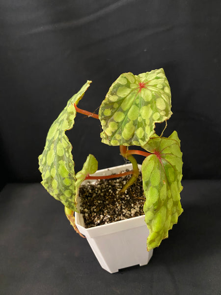 Begonia U038 (Formerly Chlorosticta Green Form)
