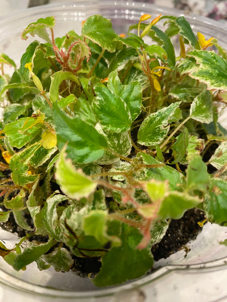VARIEGATED Begonia Prismatocarpa