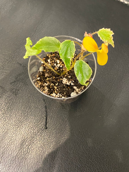 VARIEGATED Begonia Prismatocarpa