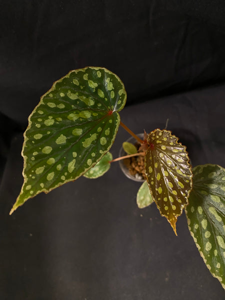 Begonia Kapuashuluensis x Chlorosticta