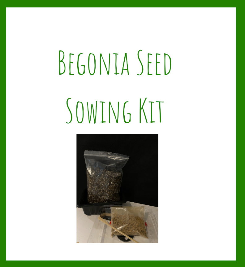 Begonia Seed Sowing Kit