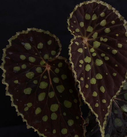Begonia Chlorosticta (Red) Seeds