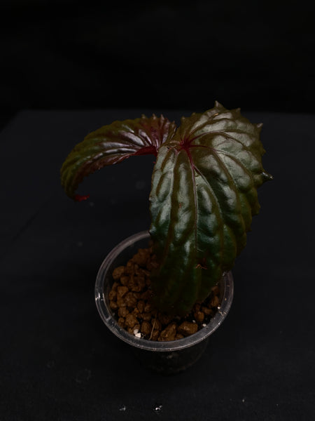 Begonia Daunhitam - Size 1