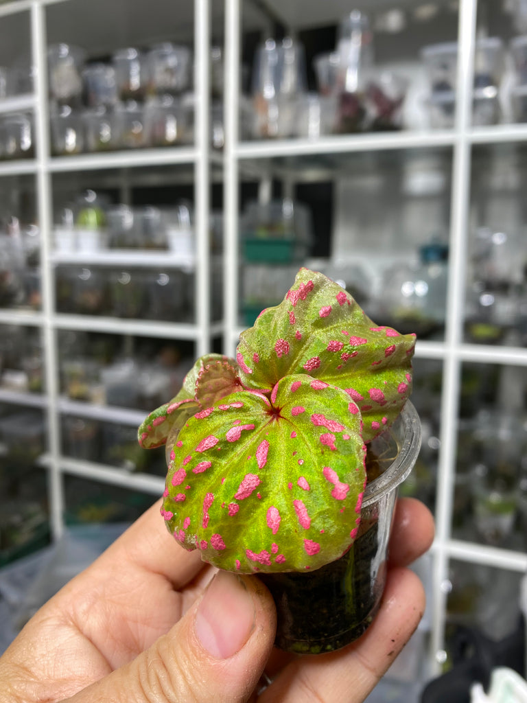Begonia Roseopunctata Medium