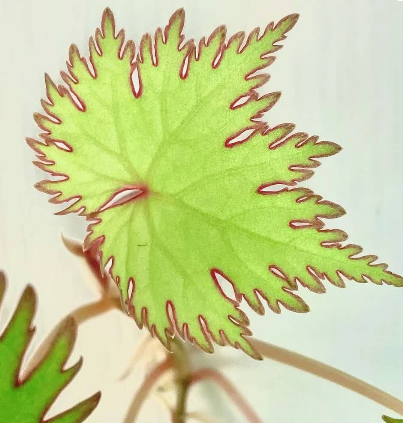 Begonia Lyallii