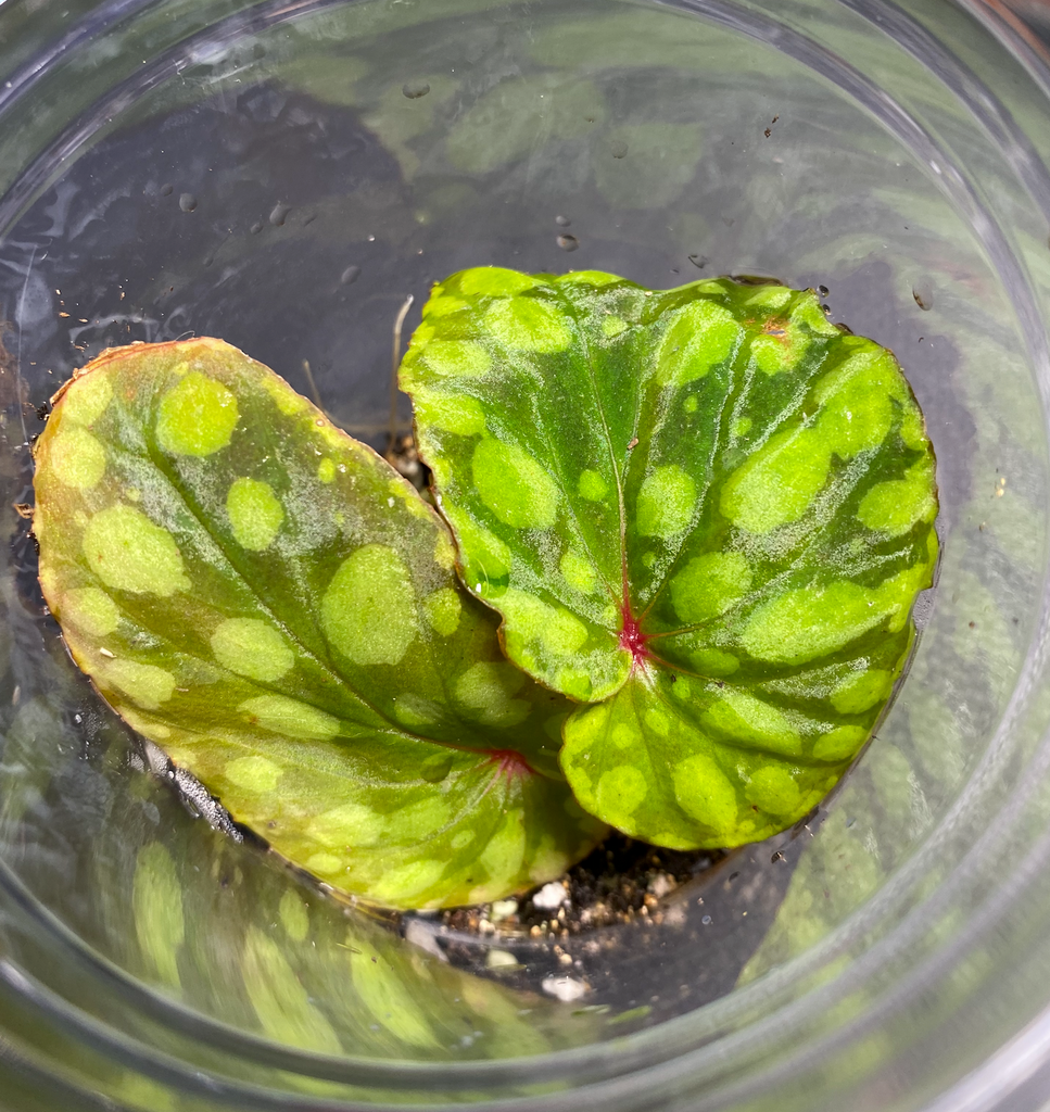 Begonia U038 (Formerly Chlorosticta Green Form)