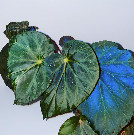 Begonia Pavonina Dark Form