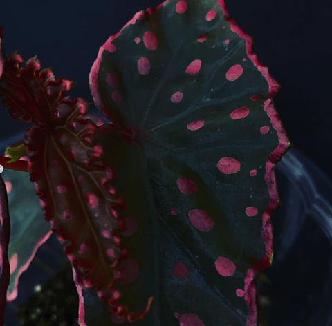 Begonia Darthvaderiana x Amphioxus (5 sizes)